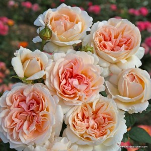 SPICY PARFUMA (hybrid tea)